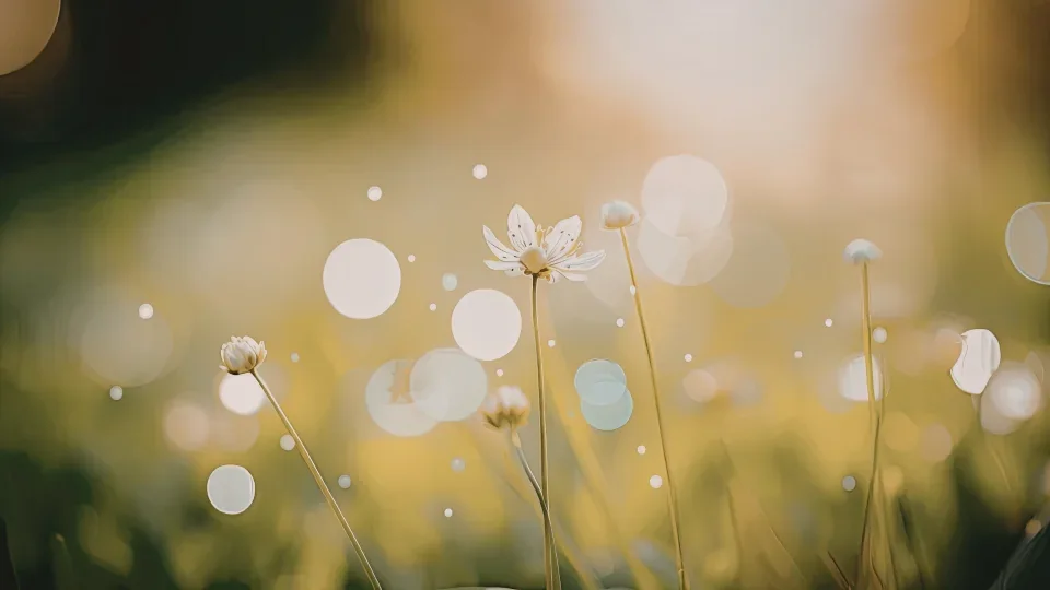 Fiori di campo controluce, illuminati dalla luce radente del mattino